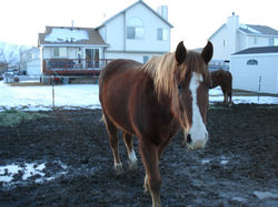 /images/horsesupclose_001_250x187.jpg