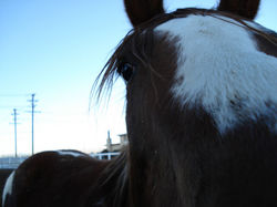 /images/horsesupclose_004_250x187.jpg