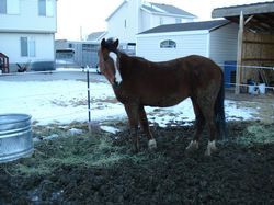 /images/horsesupclose_011_250x187.jpg